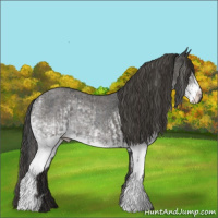 Horse Color:White Spotted Blue Roan Rabicano  and White Spotted Smoky Blue Roan Rabicano 