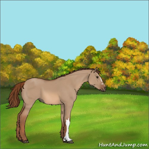 Horse Color:Red Dun 