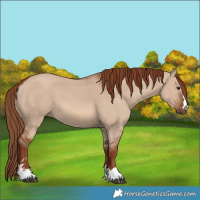 Horse Color:Red Dun