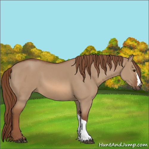 Horse Color:Red Dun 