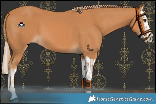 Horse Color:Chestnut and Chestnut Splash