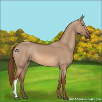 Horse Color:Red Dun 