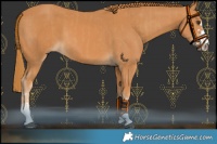 Horse Color:Chestnut  and Chestnut 
