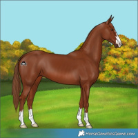 Horse Color:Chestnut 