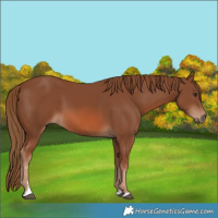 Horse Color:Chestnut 
