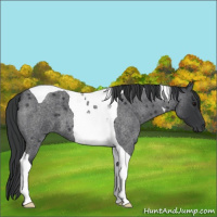 Horse Color:Blue Roan Tobiano 