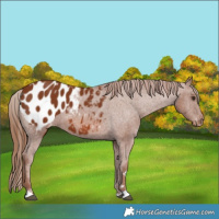 Horse Color:Chestnut Appaloosa 