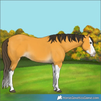 Horse Color:Buckskin Splash 
