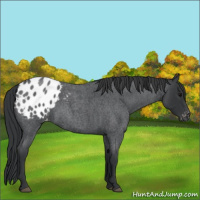 Horse Color:Blue Roan Appaloosa