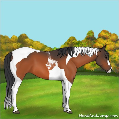 Horse Color:Bay Tobiano