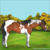 Horse Color:Bay Tobiano 