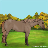 Horse Color:Liver Red Dun 