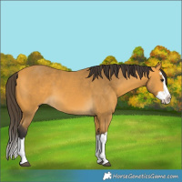 Horse Color:Buckskin Splash 