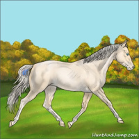 Horse Color:Palomino Roan Pearl 