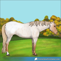 Horse Color:Red Roan Snowcap 