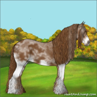 Horse Color:Gray White Spotted Chestnut Frame 