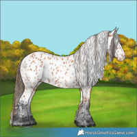 Horse Color:Bay Appaloosa 