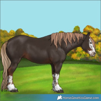 Horse Color:Liver Chestnut  and Liver Chestnut Splash 