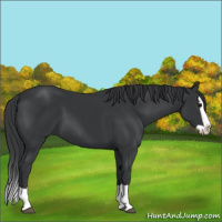 Horse Color:Black Splash