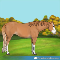 Horse Color:Chestnut Splash 
