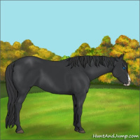 Horse Color:Black Splash