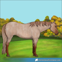 Horse Color:Red Dun Roan 
