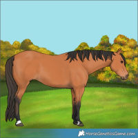 Horse Color:Bay 