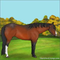 Horse Color:Bay 