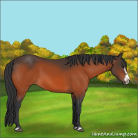 Horse Color:Bay Frame 