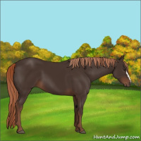 Horse Color:Liver Chestnut 