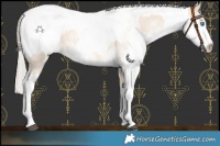 Horse Color:Cremello Sabino  and Cremello Sabino 