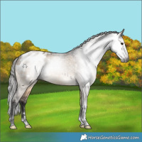 Horse Color:Gray Brown Dun Tobiano Appaloosa 