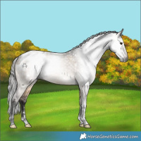 Horse Color:Gray Brown Dun Tobiano Appaloosa 