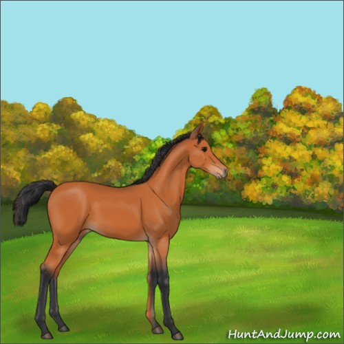 Horse Color:Bay 