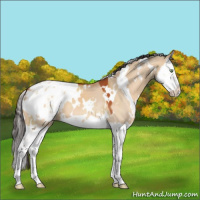 Horse Color:White Spotted Bay Dun Splash Appaloosa 