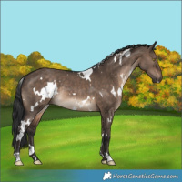 Horse Color:White Spotted Brown Dun Rabicano 
