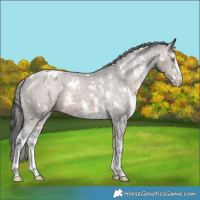 Horse Color:White Spotted Brown Dun Sabino Appaloosa 