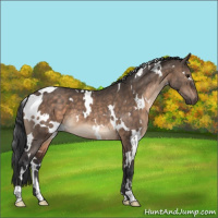 Horse Color:White Spotted Brown Dun 