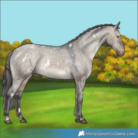 Horse Color:White Spotted Brown Dun Appaloosa 