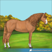 Horse Color:Chestnut 