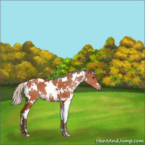 Horse Color:White Spotted Silver Bay 