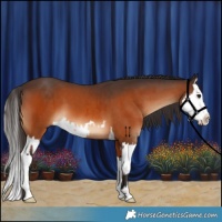 Horse Color:Bay  and Bay Splash 