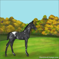Horse Color:White Spotted Blue Roan Appaloosa