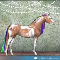 Horse Color:Painted Bay Ice Splash Tobiano Rabicano 