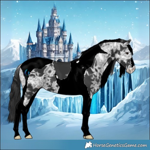 Horse Color:Black Ice Tobiano 