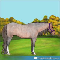 Horse Color:Bay Roan Varnish Rabicano