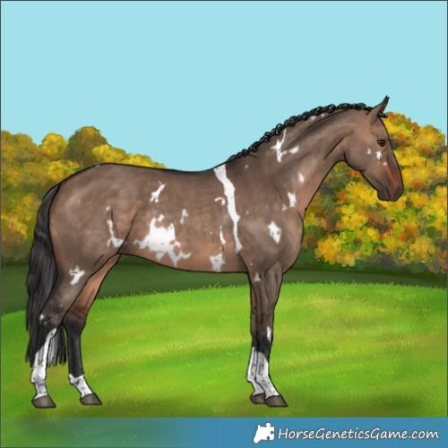 Horse Color:White Spotted Bay Dun Tobiano Rabicano 