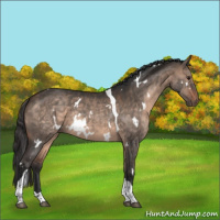 Horse Color:White Spotted Bay Dun Tobiano Rabicano 