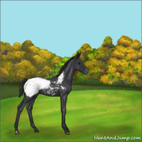 Horse Color:Blue Roan Appaloosa 