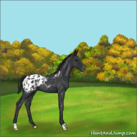 Horse Color:Blue Roan Appaloosa 